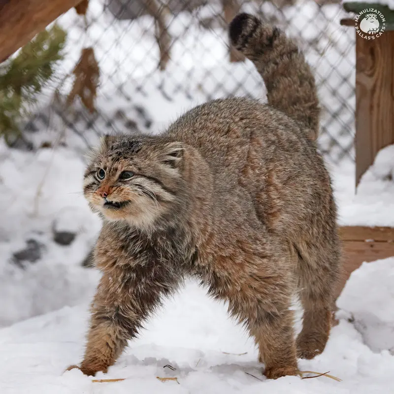 ノヴォシビルスク動物園のゼレノゴルスクの写真