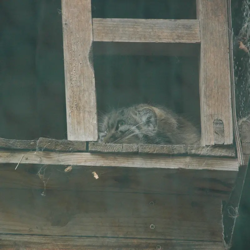 ブダペスト動物園・植物園のルーシーの写真