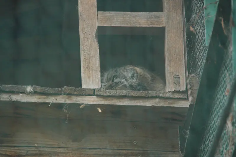 ブダペスト動物園・植物園のルーシーの写真