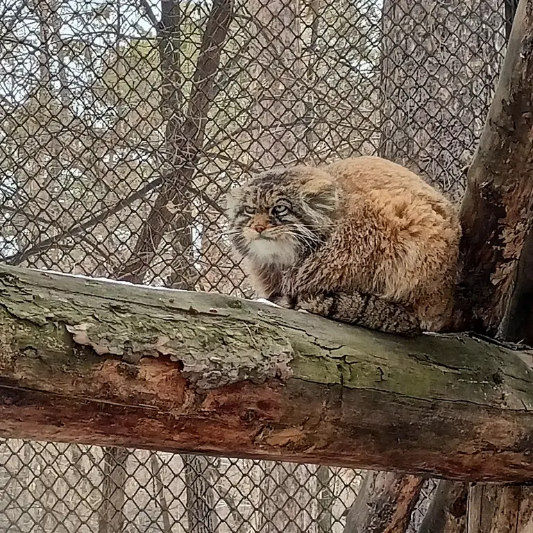 ノヴォシビルスク動物園のジョージの写真