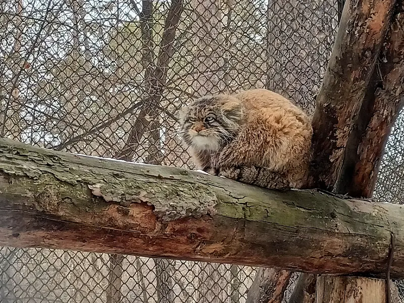 ノヴォシビルスク動物園のジョージの写真