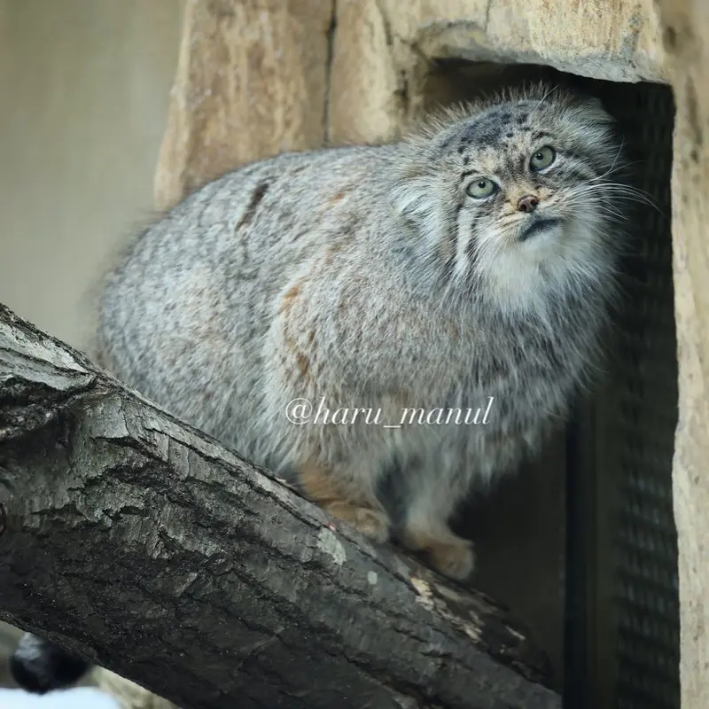 那須どうぶつ王国のポリーの写真