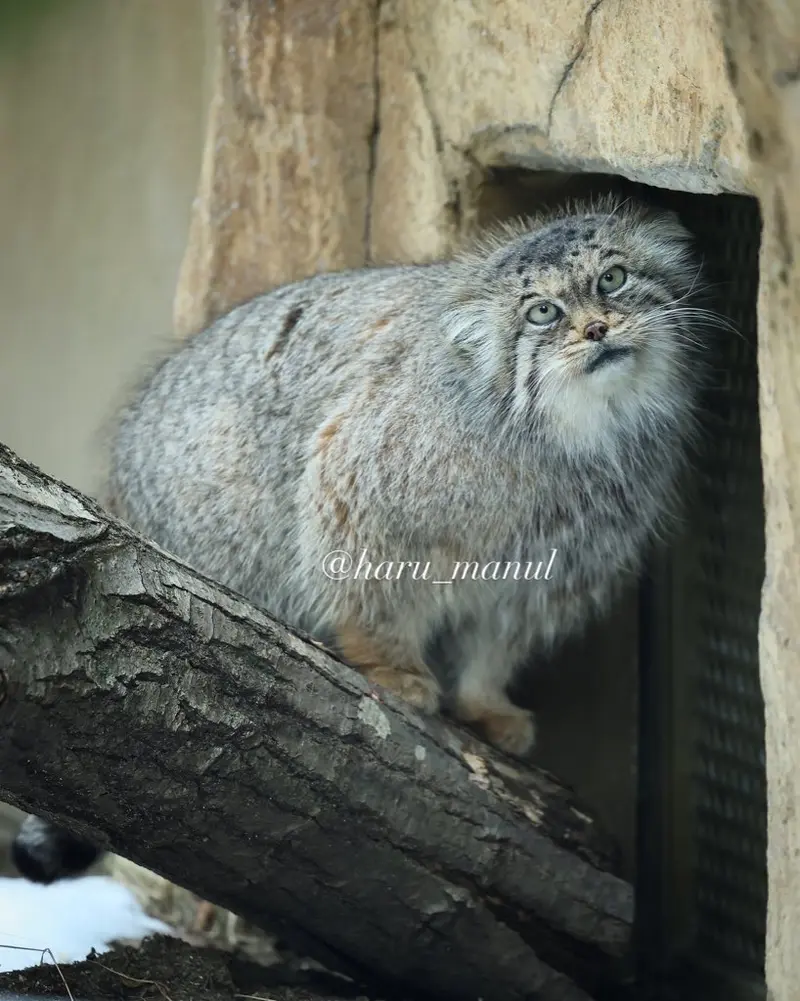 那須どうぶつ王国のポリーの写真