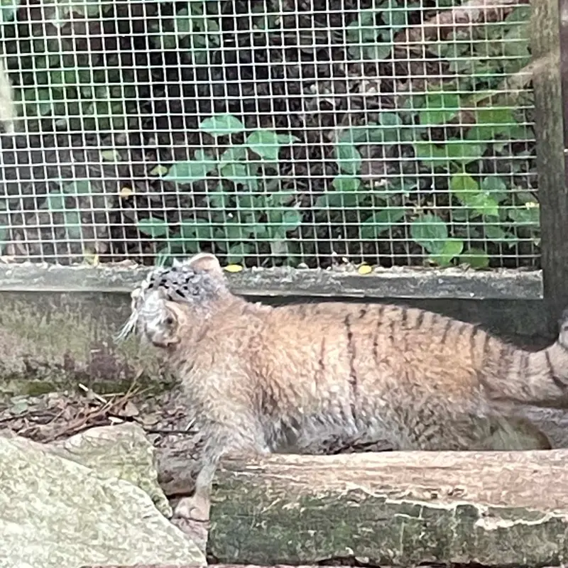 コシツェ動物園のアラニの子（2026年生まれ）Ⅱの写真