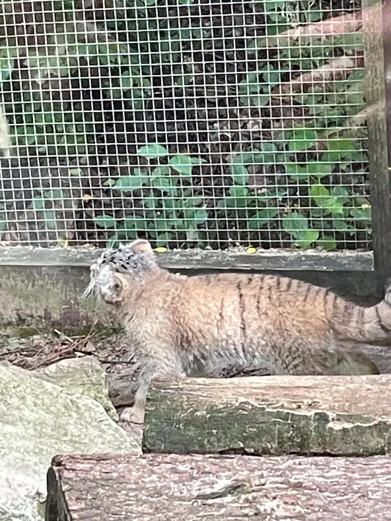 コシツェ動物園のアラニの子（2026年生まれ）Ⅱの写真