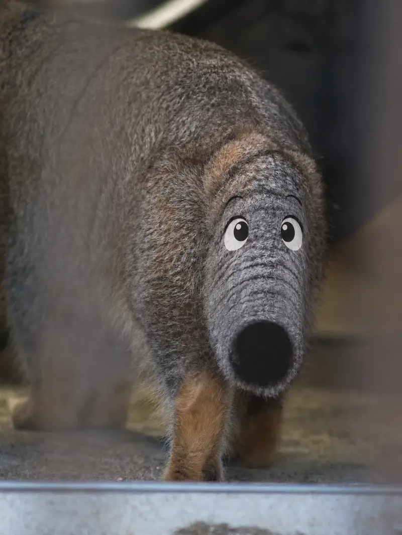 マヌルネコの写真