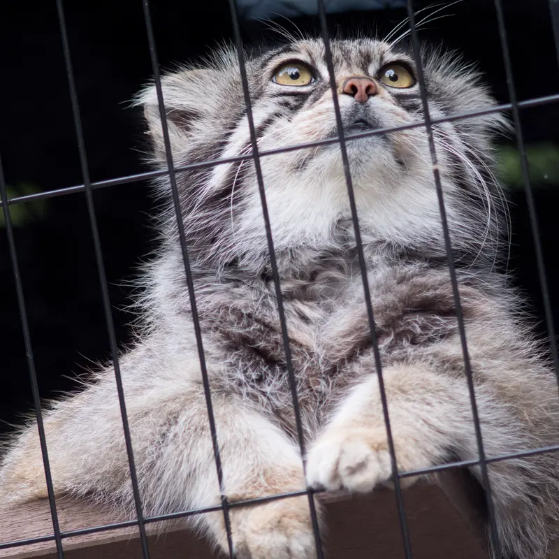 旭山動物園のグルーシャの写真
