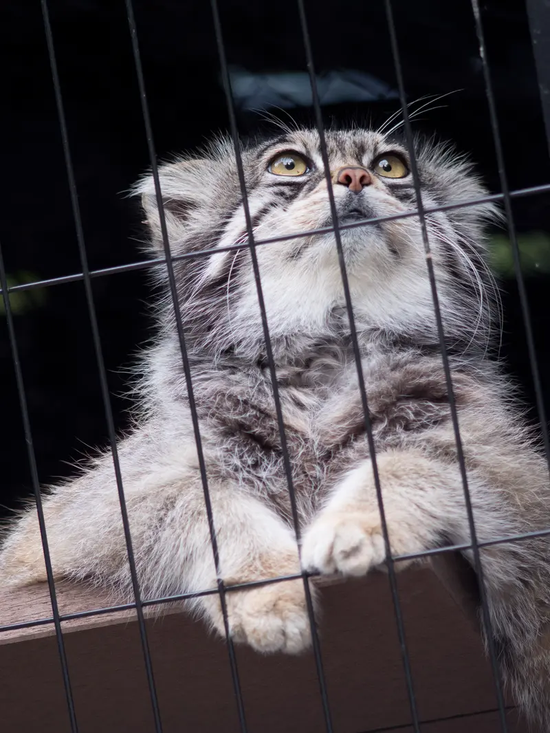 旭山動物園のグルーシャの写真