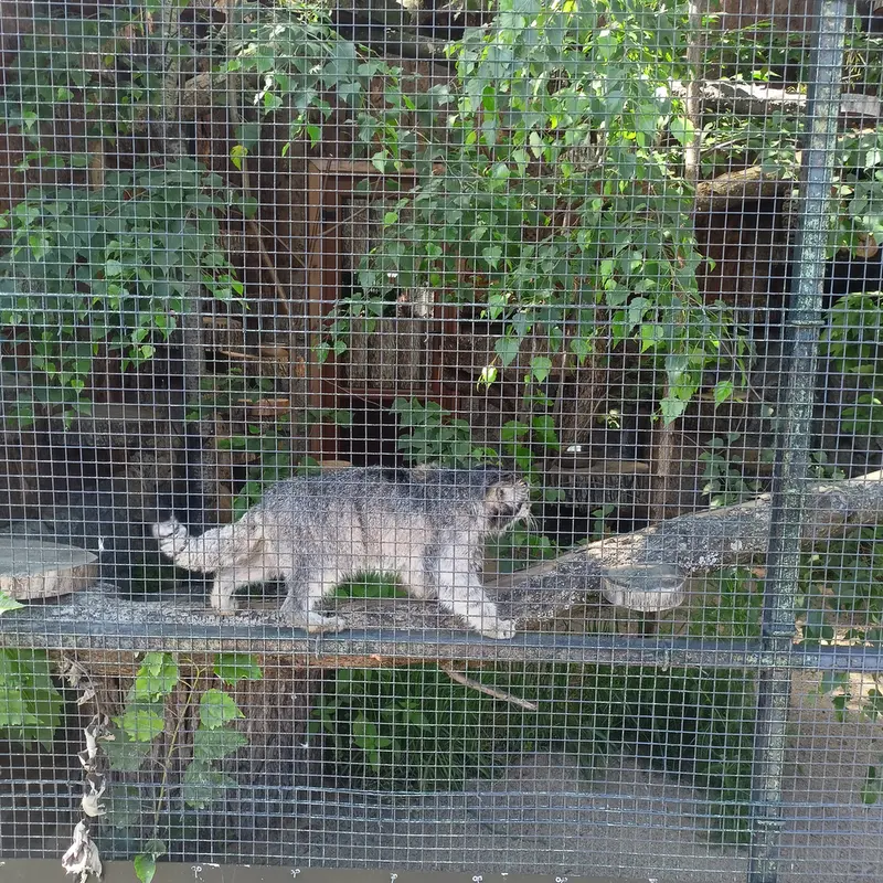レニングラード動物園のスヴェンの写真