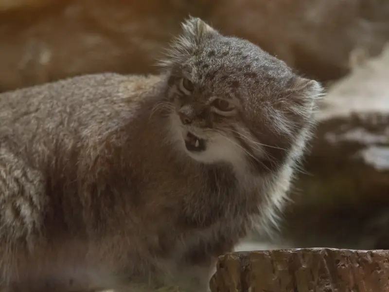 恩賜上野動物園のクリョンの写真
