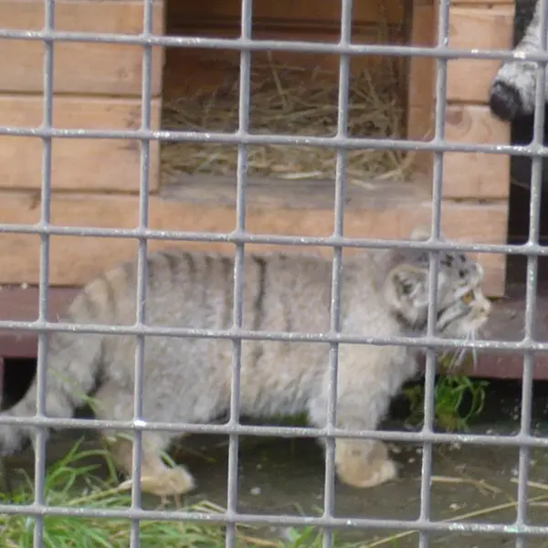 レニングラード動物園のマヌルネコの写真