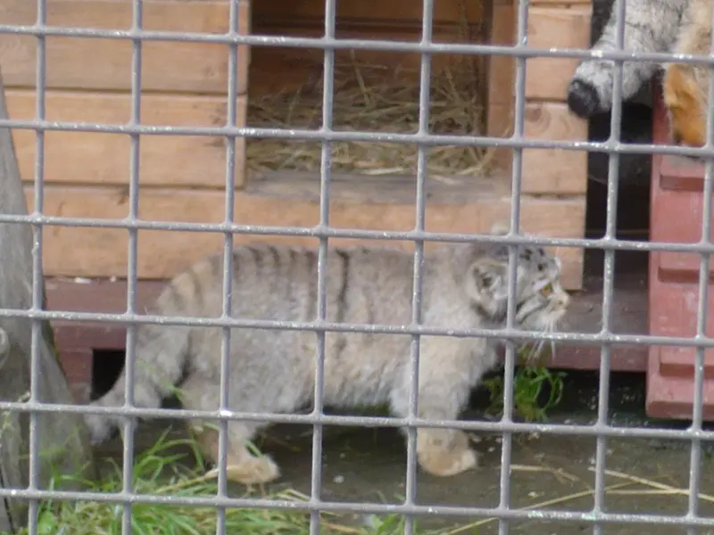 レニングラード動物園のマヌルネコの写真