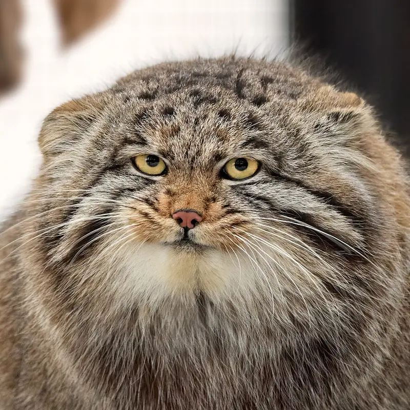 Novosibirsk Zooのマヌルネコのグレイ