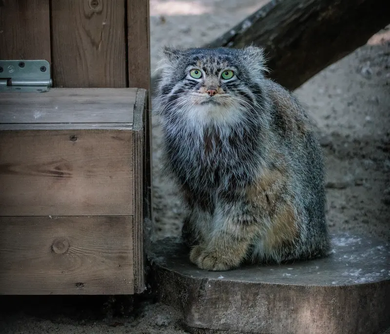 ノヴォシビルスク動物園のマリクの写真