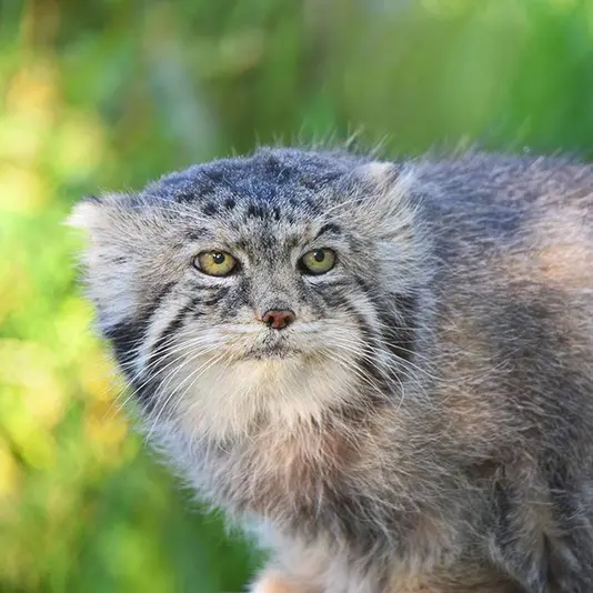 カルガリー動物園 / ワイルダー研究所のイゴールの写真