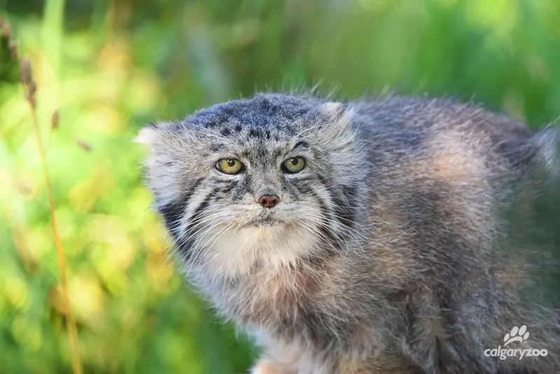 カルガリー動物園 / ワイルダー研究所のイゴールの写真