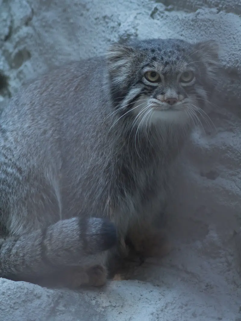 野毛山動物園のフィーガの写真