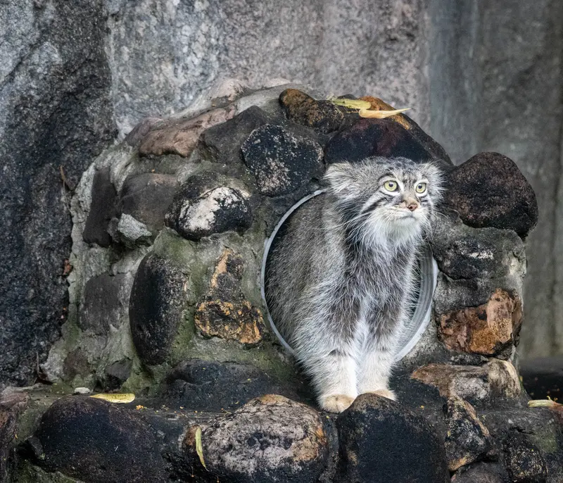 モスクワ動物園のティモフェイの写真