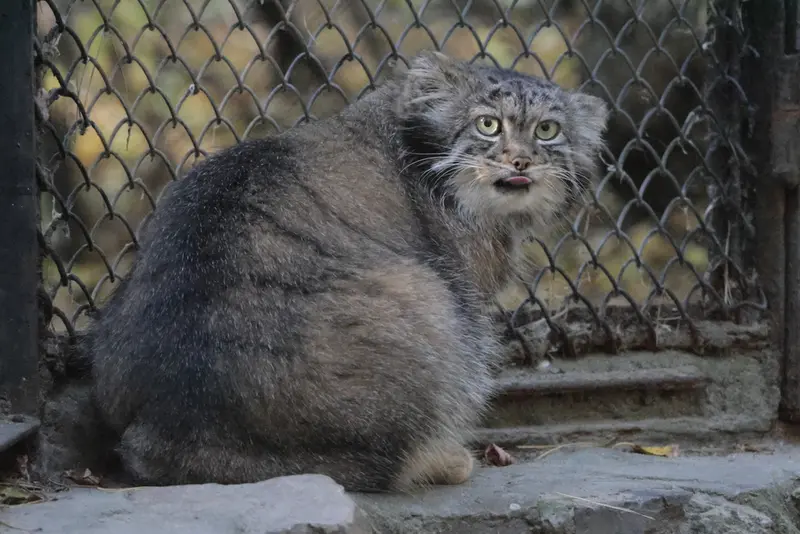 ノヴォシビルスク動物園のアデルの写真