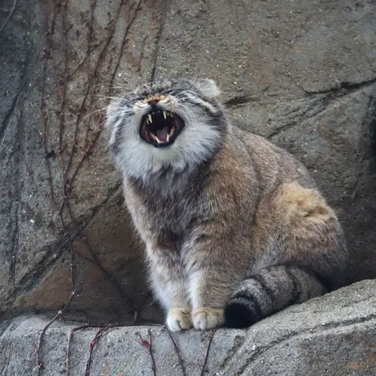 神戸市立王子動物園のイーリスの写真