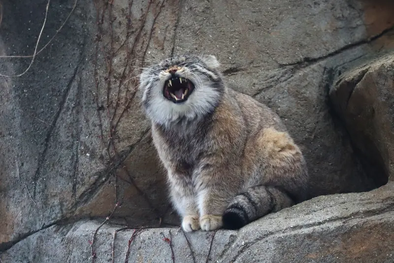 神戸市立王子動物園のイーリスの写真