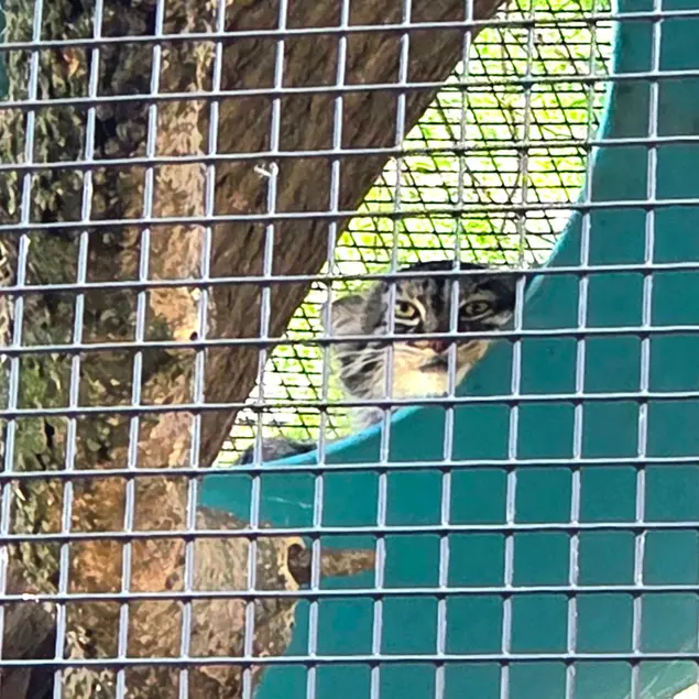 ニアイビ動物園のイーヴィーの写真