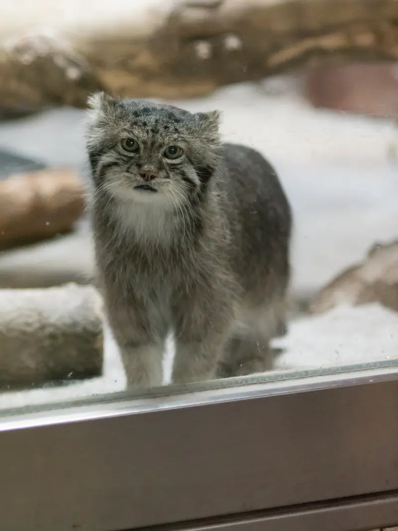 恩賜上野動物園のクリョンの写真