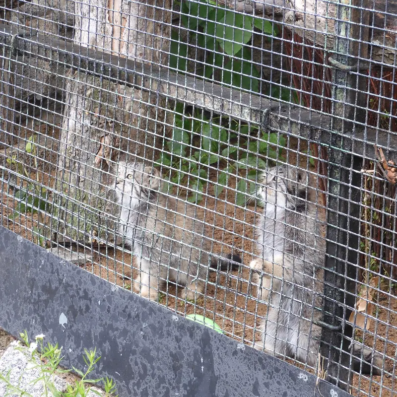 マヌルネコの写真