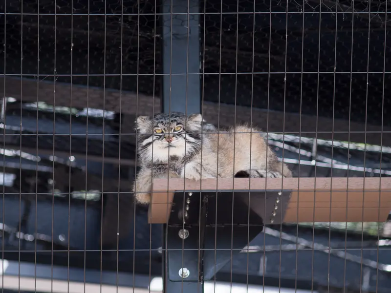 旭山動物園のグルーシャの写真