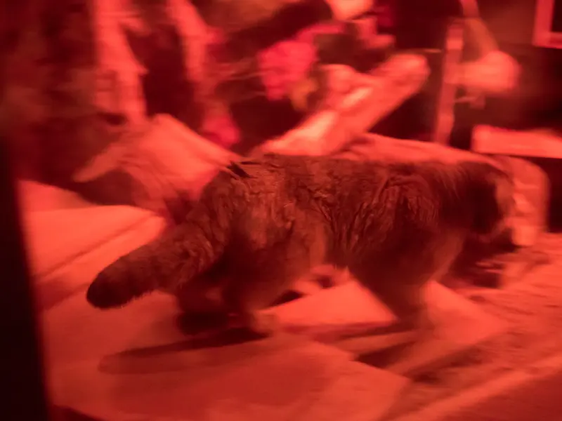 恩賜上野動物園のナイマの写真