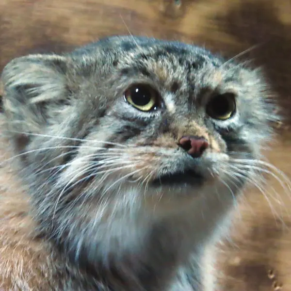 恩賜上野動物園のプリームラの写真