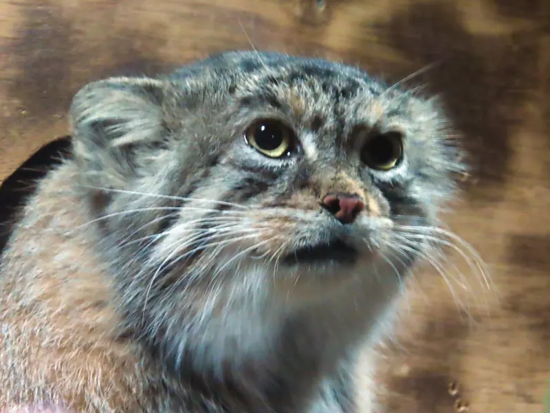 恩賜上野動物園のプリームラの写真