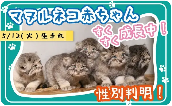 神戸どうぶつ王国のマヌルネコの写真