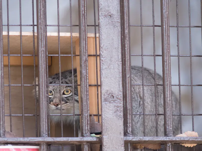 野毛山動物園のフィーガの写真
