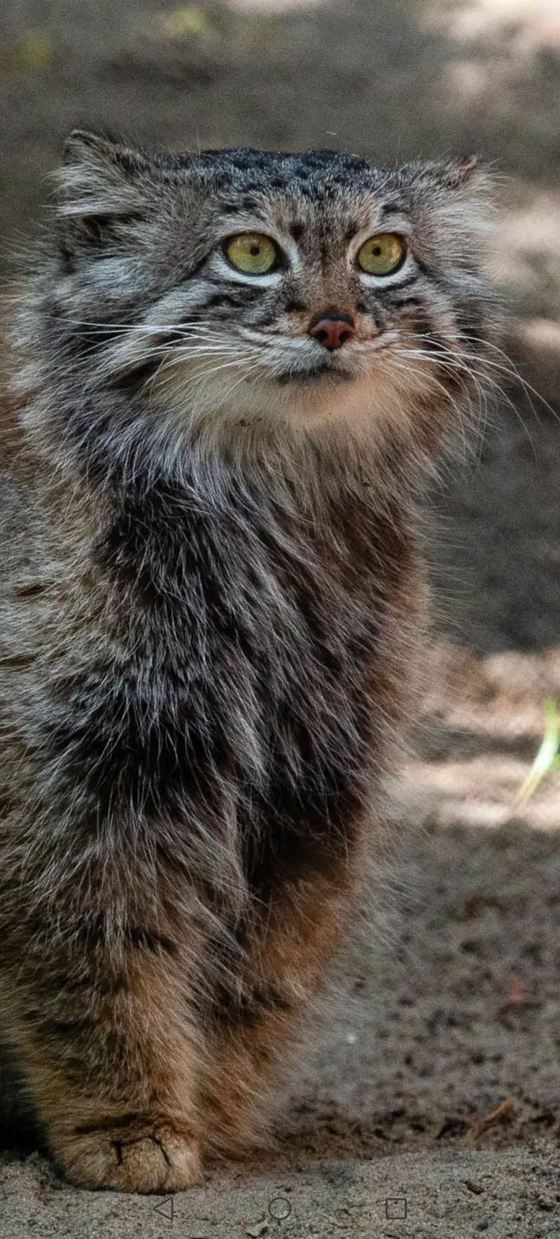 マヌルネコの写真
