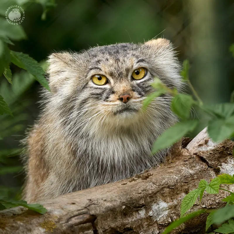 ヘラブルン動物園のスタブシの写真