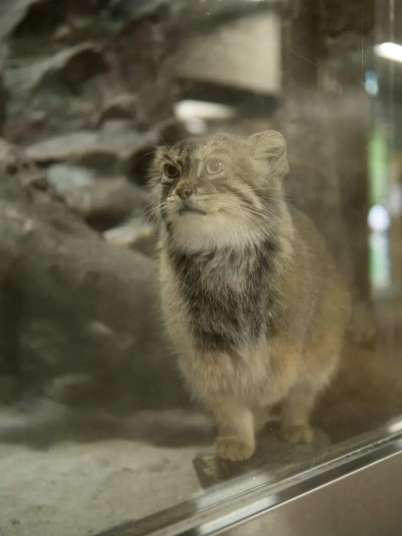 恩賜上野動物園のプリームラの写真