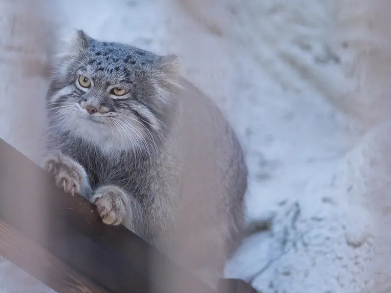 野毛山動物園のフィーガの写真