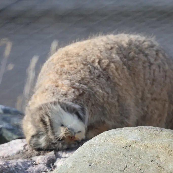 コルケアサーリ動物園のミミの写真