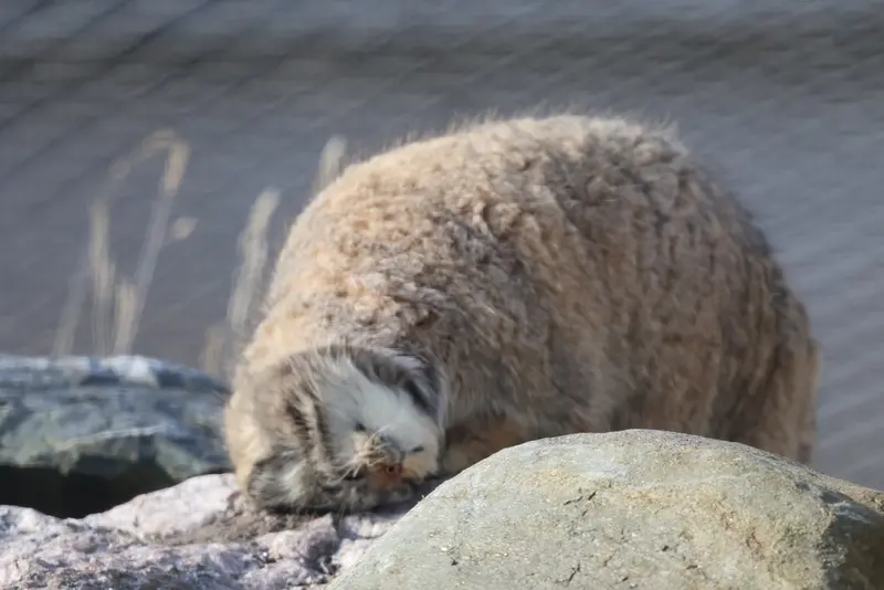 コルケアサーリ動物園のミミの写真