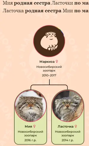 マヌルネコの写真