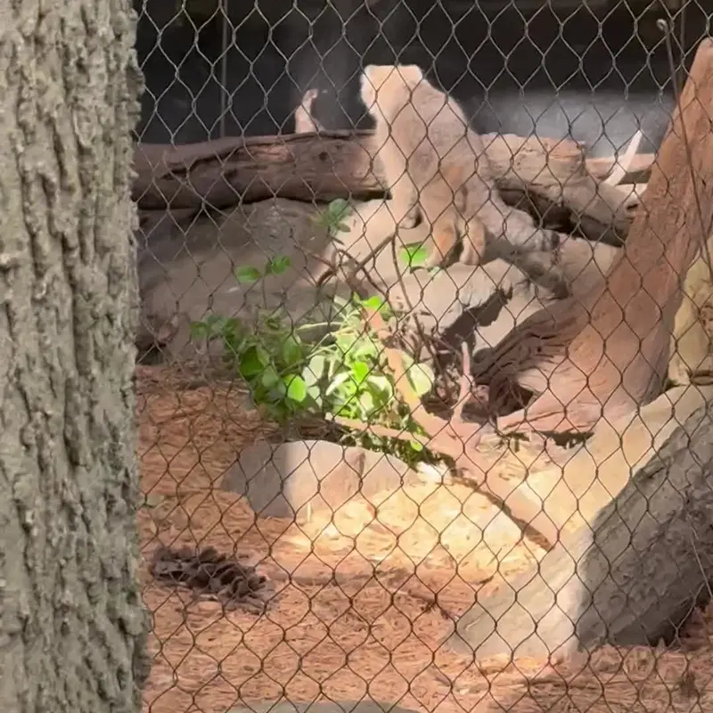 プロスペクト・パーク動物園のマヌルネコの写真