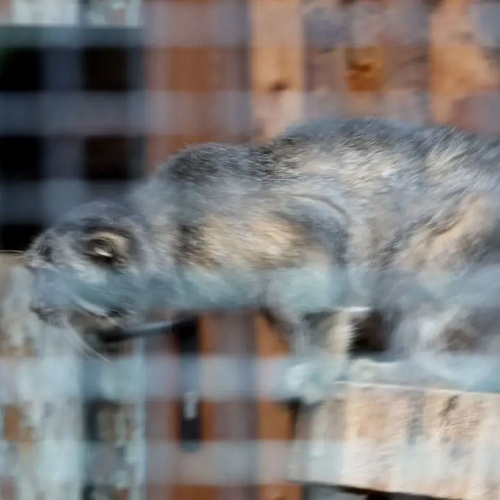 レニングラード動物園のマヌルネコの写真