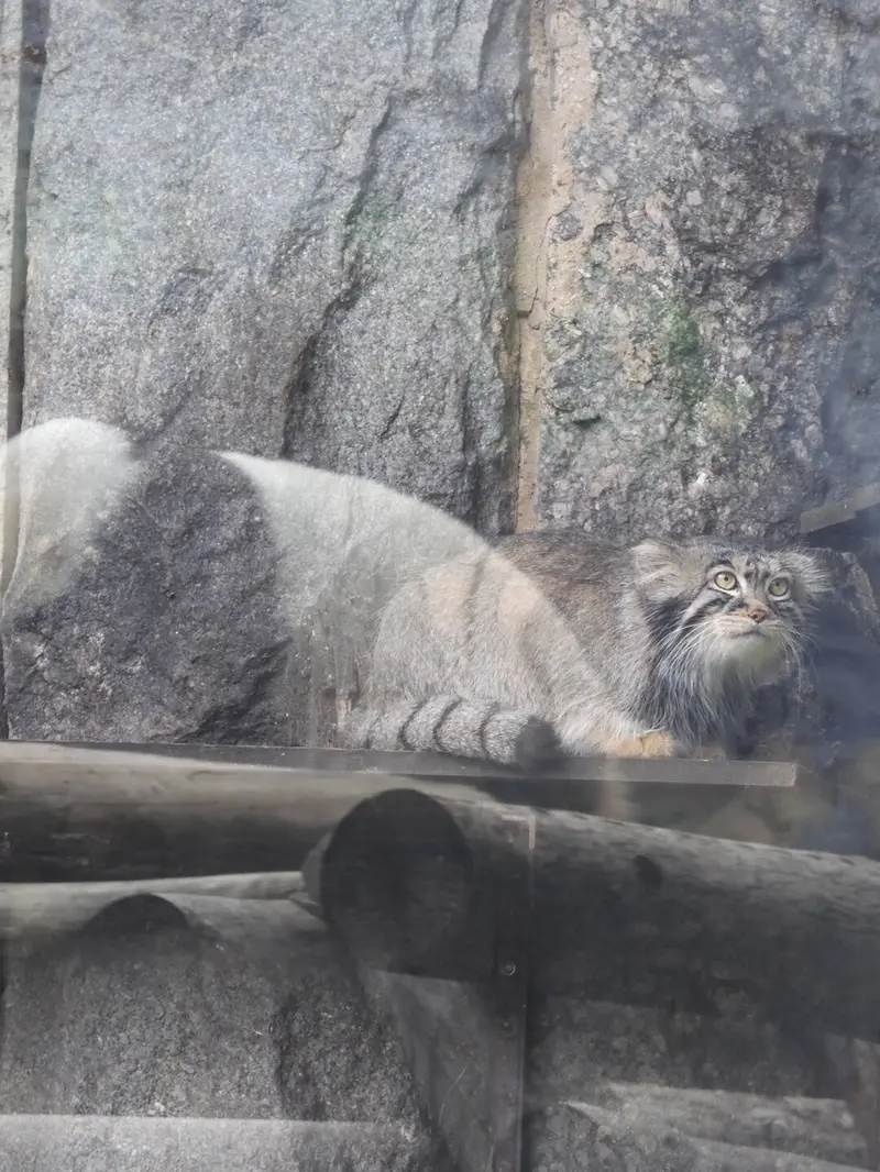 モスクワ動物園のティモフェイの写真
