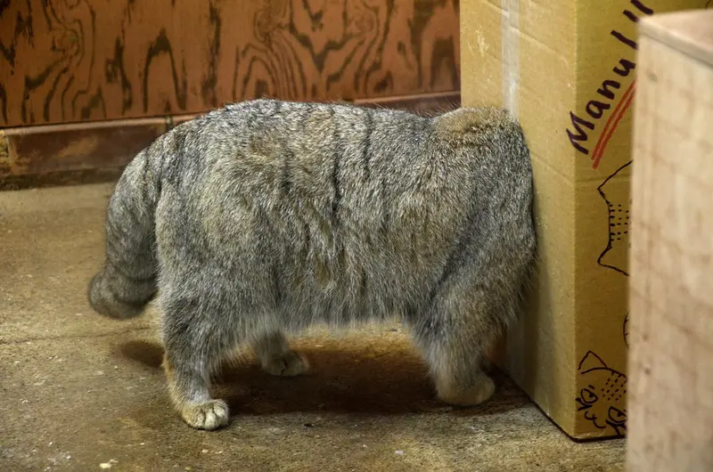 埼玉県こども動物自然公園のレフの写真