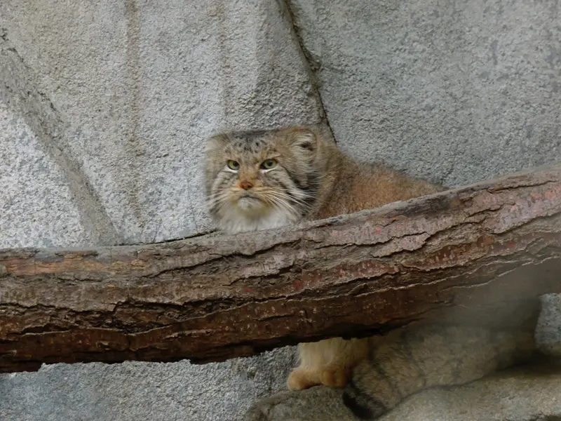 コロンバス動物園・水族館のパヴァルの写真