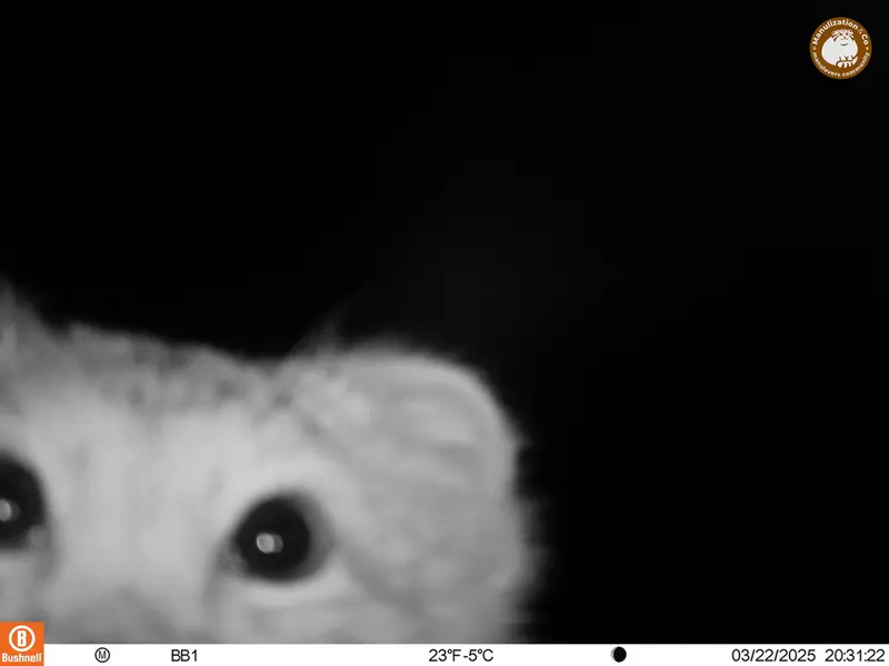アクタス＝クンコラ［新］カメラトラップで撮影したOtocolobus manul manulの写真