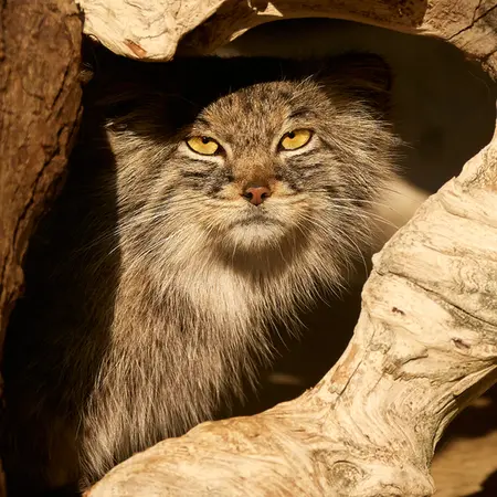 ヘラブルン動物園のスタブシの写真