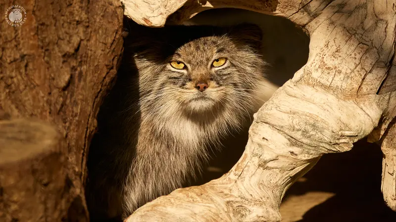 ヘラブルン動物園のスタブシの写真