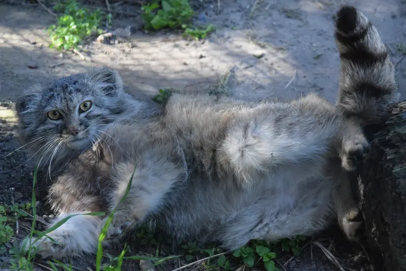 ブダペスト動物園＆植物園のルーシーの写真